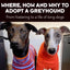 Where, why and how to adopt a greyhound