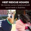 Meet rescued hounds – Interviews with owners of greyhounds with special needs or disabilities