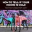 HOW TO TELL IF YOUR SIGHTHOUND IS COLD & HOW TO KEEP THEM WARM