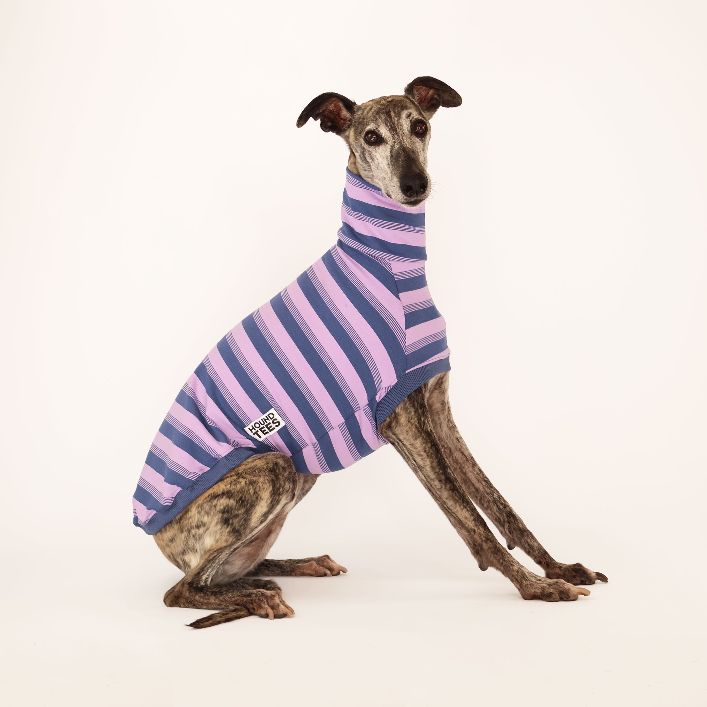 Melbourne Italian Whippet Rescue Older Italian Greyhounds For Sale