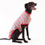 Candy Cane Greyhound Sleeveless Hound-Tee