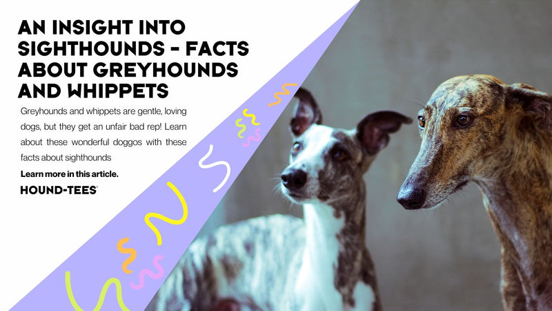 An Insight into Sighthounds – Facts about greyhounds and whippets