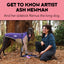 Meet the Artist: Ash Newman & Her Cheeky Longboy, Remus