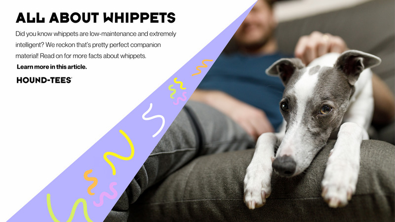 All About Whippets