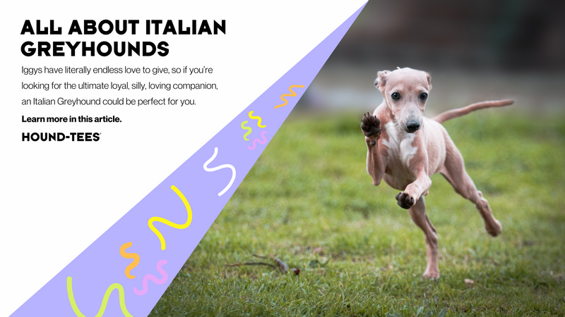 All About Italian Greyhounds