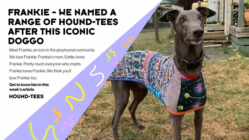 FRANKIE – We named a range of Hound-Tees after this iconic doggo