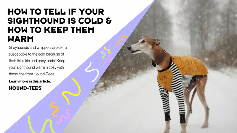 HOW TO TELL IF YOUR SIGHTHOUND IS COLD & HOW TO KEEP THEM WARM