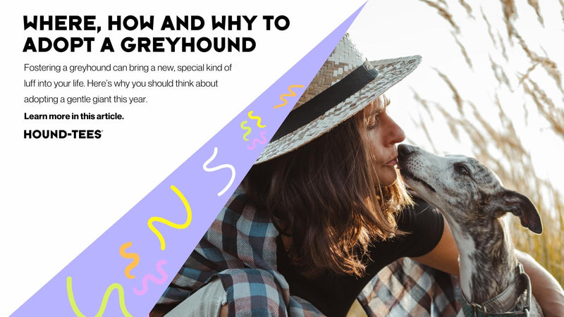 Where, why and how to adopt a greyhound