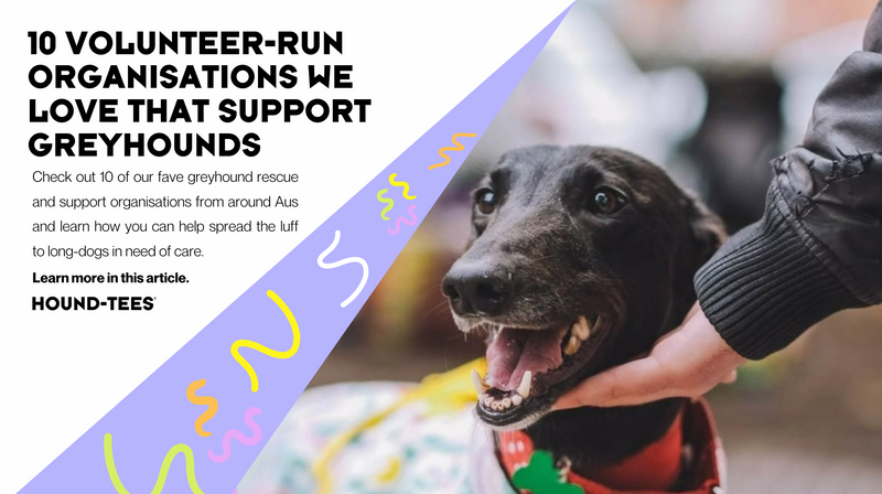 10 Volunteer-Run Organisations We Love That Support Greyhounds