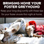 Bringing Your Foster Greyhound Home