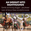 An Insight into Sighthounds
