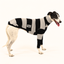 Big Cheeze Greyhound Long Sleeve Tweater