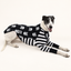 Skully Roger Greyhound Long Sleeve Hound-Tee
