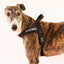Black - Ultra Comfort No-Pull Dog Harness by Big Dog Energy