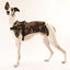 Black - Ultra Comfort No-Pull Dog Harness by Big Dog Energy