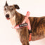 Neon Coral - Ultra Comfort No-Pull Dog Harness by Big Dog Energy