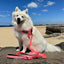 Neon Coral - Ultra Comfort No-Pull Dog Harness by Big Dog Energy