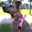 Neon Coral - Ultra Comfort No-Pull Dog Harness by Big Dog Energy