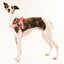 Neon Coral - Ultra Comfort No-Pull Dog Harness by Big Dog Energy