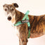 Turquoise - Ultra Comfort No-Pull Dog Harness by Big Dog Energy