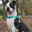 Turquoise - Ultra Comfort No-Pull Dog Harness by Big Dog Energy