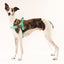 Turquoise - Ultra Comfort No-Pull Dog Harness by Big Dog Energy