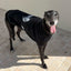 PRE-ORDER The Big Grey Film Greyhound Sleeveless Hound-Tee