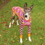 Bloom Boom Whippet Long Sleeve Tee