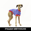 Blue Breton Italian Greyhound Sleeveless Hound-Tee