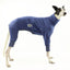 Blueberry Greyhound Snoot Suit