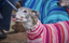 Dolly's Tee Pink Greyhound Long Sleeve Hound-Tee
