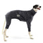 Liquorish Twist Greyhound Snootsuit