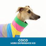 Coco Whippet Long Sleeve Tweater