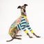 Crazy Kitty Whippet Long Sleeve Hound-Tee