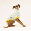 Eggy Pop Italian Greyhound Sleeveless Hound-Tee
