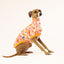 Go-Go-Guava Italian Greyhound Sleeveless Hound-Tee