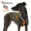 Gumtree Greys Haqihana Harness