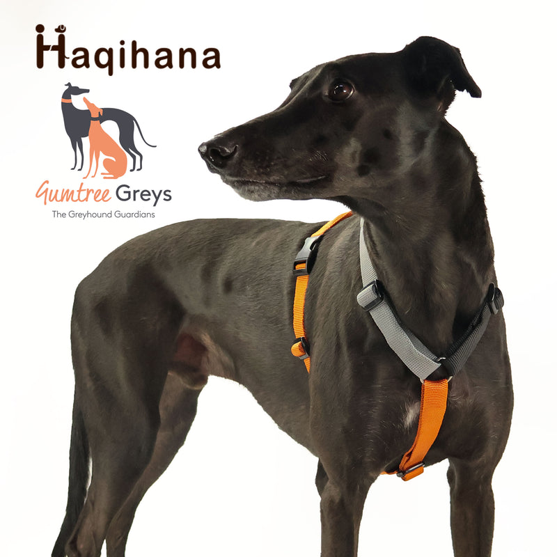 Limited Edition Gumtree Greys x Haqihana Greyhound Harness