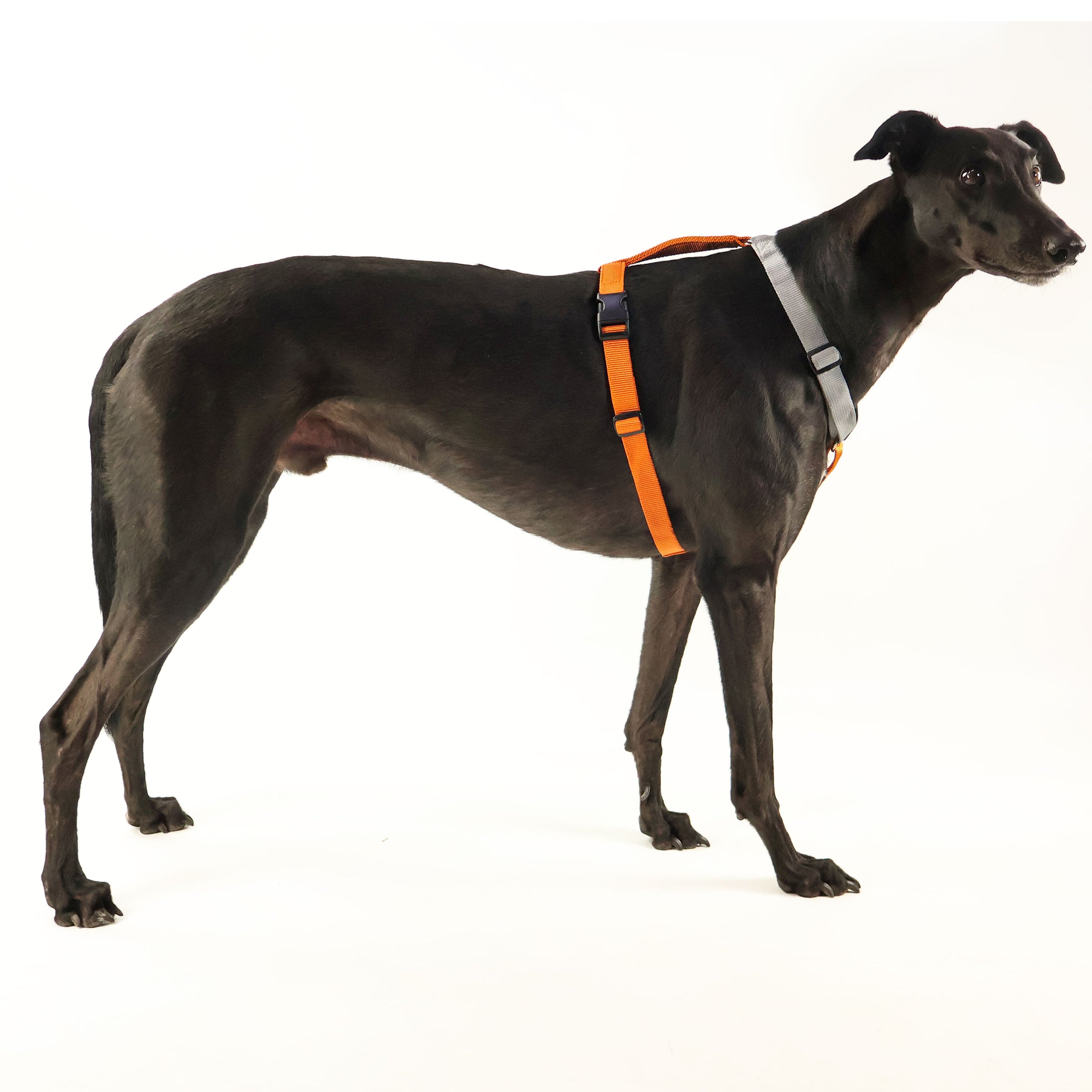 Greyhound harness clearance australia