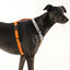 Gumtree Greys Haqihana Harness