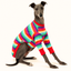 Whippet modelling Candy Crismutts Long Sleeve Tee with colourful rainbow stripes and red trim