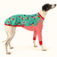 Greyhound modelling Candy Cane Long Sleeve Tee in turquoise festive print with red-and-white striped sleeves