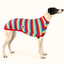 Greyhound modelling Candy Crismutts Sleeveless Tee with colourful rainbow stripes and red trim