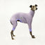 Lilac Italian Greyhound Long Johns