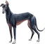 Magnet Greyhound