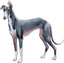 Magnet Greyhound