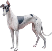 Magnet Greyhound