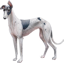 Magnet Greyhound