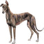 Magnet Greyhound