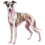 Magnet Whippet + Iggy